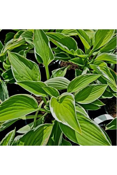 Хоста гибридная Франция  - 3л/вис.20-30см/Ø30-40см